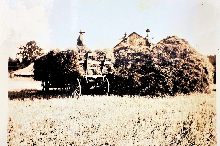 Hastings family farm in North Saanich